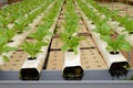 Hydroponic vegetables Farm Royalty Free Stock Photo
