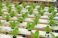 Hydroponic vegetables Farm Royalty Free Stock Photo