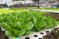 Hydroponic vegetables growing in greenhouse