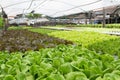 Hydroponic vegetables growing in greenhouse Royalty Free Stock Photo