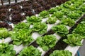 Hydroponic vegetables growing in greenhouse