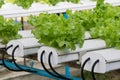 Hydroponic vegetables growing in greenhouse Royalty Free Stock Photo