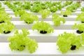 Hydroponic vegetables