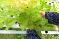 hydroponic vegetables harvested from hydroponic farms fresh green cos salad growing in the garden, woman picking hydroponic plants Royalty Free Stock Photo