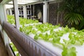 Hydroponic vegetables at the indoor