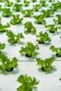Hydroponic vegetables salad farm