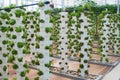 Hydroponic vegetables