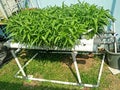 The Hydroponic Water Spinach