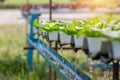 Hydroponic water system in the greenhouse for green oak vegetable