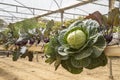 Hydroponically Grown Cabbage and Kohlrabi