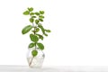 Hydroponics culture od mint plant