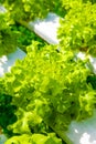 Hydroponics Farm Royalty Free Stock Photo