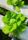 Hydroponics Farm Royalty Free Stock Photo