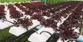 Hydroponics farm Royalty Free Stock Photo