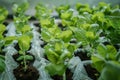Hydroponics farm yields fresh, organic green vegetables, sustainable agriculture
