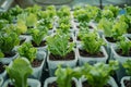 Hydroponics farm yields fresh, organic green vegetables, sustainable agriculture