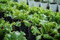 Hydroponics farm yields fresh, organic green vegetables, sustainable agriculture