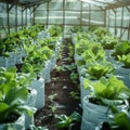 Hydroponics farm yields fresh, organic green vegetables, sustainable agriculture