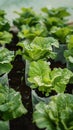 Hydroponics farm yields fresh, organic green vegetables, sustainable agriculture