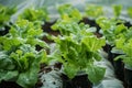 Hydroponics farm yields fresh, organic green vegetables, sustainable agriculture