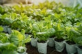 Hydroponics farm yields fresh, organic green vegetables, sustainable agriculture