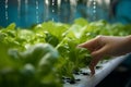 Hydroponics garden care Farmers hands tend to crops, embodying health awareness