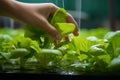 Hydroponics garden care Farmers hands tend to crops, embodying health awareness