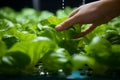 Hydroponics garden care Farmers hands tend to crops, embodying health awareness