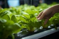 Hydroponics garden care Farmers hands tend to crops, embodying health awareness