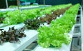 Hydroponics garden Royalty Free Stock Photo