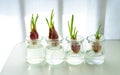 hydroponics green onions in glass bottle. water planting vegetable.