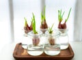 hydroponics green onions in glass bottle. water planting vegetable. Royalty Free Stock Photo