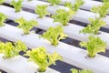 Hydroponics greenhouse. Organic green vegetables salad in hydroponics farm for health, food and agriculture concept design.