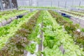 Hydroponics greenhouse. Organic green vegetables salad in hydroponics farm for health, food and agriculture concept design. Royalty Free Stock Photo