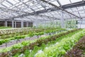 Hydroponics greenhouse. Organic green vegetables salad in hydroponics farm for health, food and agriculture concept design. Royalty Free Stock Photo