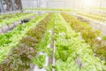 Hydroponics greenhouse. Organic green vegetables salad in hydroponics farm for health, food and agriculture concept design. Royalty Free Stock Photo