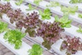 Hydroponics greenhouse. Organic green vegetables salad in hydroponics farm for health, food and agriculture concept design. Royalty Free Stock Photo