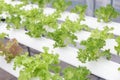 Hydroponics greenhouse. Organic green vegetables salad in hydroponics farm for health, food and agriculture concept design. Royalty Free Stock Photo