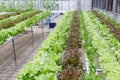 Hydroponics greenhouse. Organic green vegetables salad in hydroponics farm.