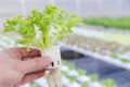 Hydroponics greenhouse. Organic vegetables salad in hydroponics farm for health, food and agriculture concept design. Royalty Free Stock Photo