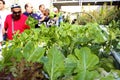 Hydroponics in Israel