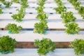Hydroponics method of growing plants using mineral nutrient solutions, in water, without soi, Hydroponics plant. Royalty Free Stock Photo