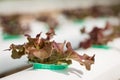 Hydroponics method of growing plants Royalty Free Stock Photo