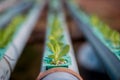 Hydroponics method of growing plants Royalty Free Stock Photo