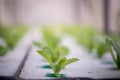 Hydroponics method of growing plants Royalty Free Stock Photo