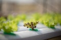Hydroponics method of growing plants Royalty Free Stock Photo