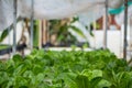 Hydroponics method of growing plants Royalty Free Stock Photo