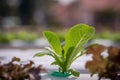 Hydroponics method of growing plants Royalty Free Stock Photo