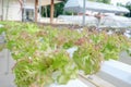 Hydroponics method of growing plants Royalty Free Stock Photo