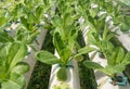 Hydroponics method of growing plants Royalty Free Stock Photo